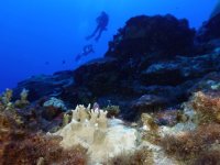 climate-coral-bleaching-record[1].jpg