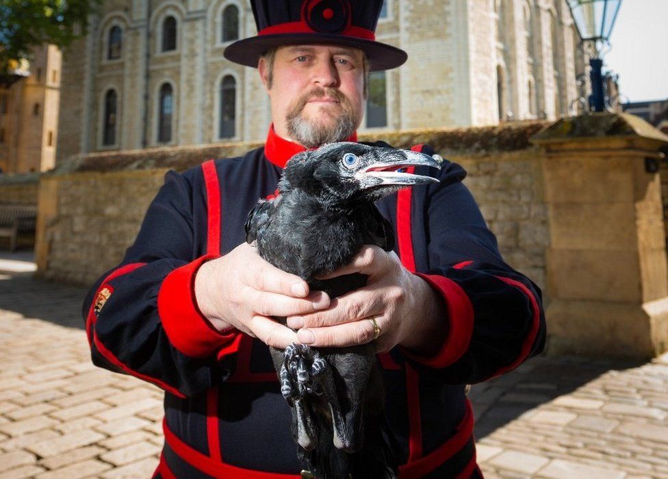 Raven chick with Ravenmaster